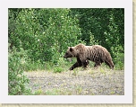 Alaska 083 * This grazing grizzly greeted us to the Yukon Territory during our drive to the put-in. We were fortunate to be able to view it from a safe distance from within our school bus. See movie also. * This grazing grizzly greeted us to the Yukon Territory during our drive to the put-in. We were fortunate to be able to view it from a safe distance from within our school bus. See movie also. * 2816 x 2112 * (2.95MB)